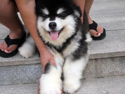 啊拉斯加雪橇犬吃什么(啊拉斯加雪橇犬体型) - 警犬训练器材厂家 _警犬训练用品_工作犬训练用品-南京开久警犬装备-警犬训练器材厂家 _警犬训练用品_工作犬训练用品-南京开久警犬装备