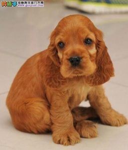 纯种可卡犬多少钱一只萌宠(可卡犬多少钱一只 *** )-警犬训练器材厂家 _警犬训练用品_工作犬训练用品-南京开久警犬装备