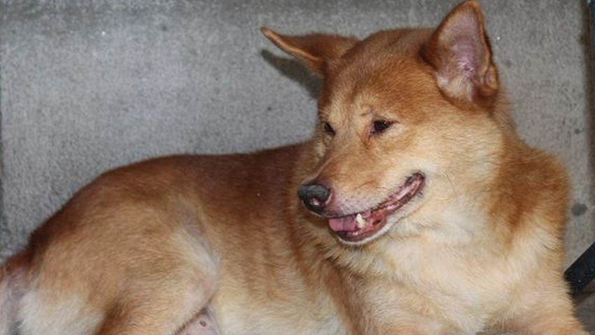 中国土狗品种大全(土狗品种大全 *** 名字 贵宾) - 警犬训练器材厂家 _警犬训练用品_工作犬训练用品-南京开久警犬装备-警犬训练器材厂家 _警犬训练用品_工作犬训练用品-南京开久警犬装备