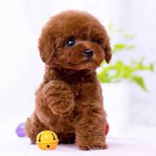 宠物狗商城( *** 商城宠物狗)-警犬训练器材厂家 _警犬训练用品_工作犬训练用品-南京开久警犬装备