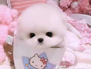 茶杯犬最低多少钱一只(一只茶杯犬最少多少钱)-警犬训练器材厂家 _警犬训练用品_工作犬训练用品-南京开久警犬装备