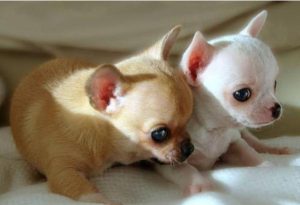 猫狗同养禁忌(养德文猫的禁忌)-警犬训练器材厂家 _警犬训练用品_工作犬训练用品-南京开久警犬装备