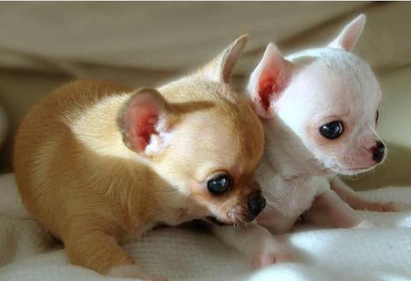 猫狗同养禁忌(养德文猫的禁忌) - 警犬训练器材厂家 _警犬训练用品_工作犬训练用品-南京开久警犬装备-警犬训练器材厂家 _警犬训练用品_工作犬训练用品-南京开久警犬装备