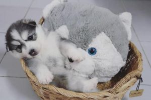 哈士奇狗养殖厂萌宠-警犬训练器材厂家 _警犬训练用品_工作犬训练用品-南京开久警犬装备