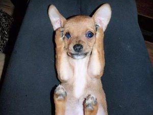 狗受惊吓神经炎(狗受惊吓抽搐)-警犬训练器材厂家 _警犬训练用品_工作犬训练用品-南京开久警犬装备