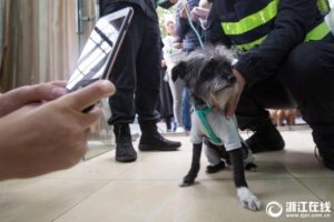 世界上发布禁狗令的国家-警犬训练器材厂家 _警犬训练用品_工作犬训练用品-南京开久警犬装备