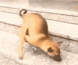 狗狗的 *** 总是出来(狗狗总是把水弄出来)-警犬训练器材厂家 _警犬训练用品_工作犬训练用品-南京开久警犬装备