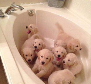 为什么狗只认家里的一个人(狗狗只认家里一个人当主人)-警犬训练器材厂家 _警犬训练用品_工作犬训练用品-南京开久警犬装备