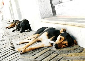 广州流浪猫狗收留中心(武汉市流浪猫狗哪个机构收留)-警犬训练器材厂家 _警犬训练用品_工作犬训练用品-南京开久警犬装备