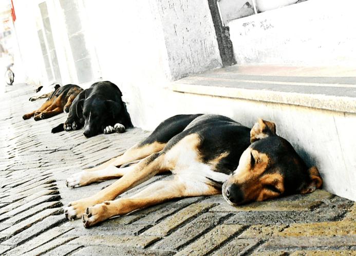 广州流浪猫狗收留中心(武汉市流浪猫狗哪个机构收留) - 警犬训练器材厂家 _警犬训练用品_工作犬训练用品-南京开久警犬装备-警犬训练器材厂家 _警犬训练用品_工作犬训练用品-南京开久警犬装备