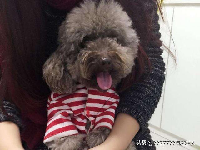 如何养狗狗(怎么养狗狗才正确 *** ) - 警犬训练器材厂家 _警犬训练用品_工作犬训练用品-南京开久警犬装备-警犬训练器材厂家 _警犬训练用品_工作犬训练用品-南京开久警犬装备