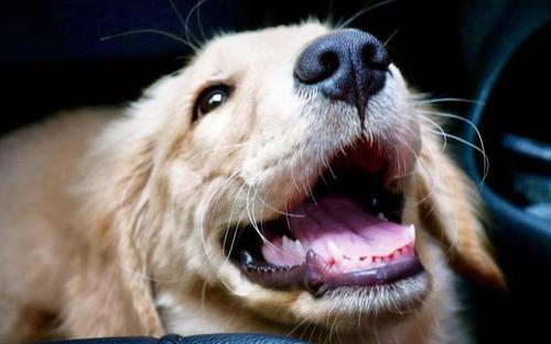 狗为什么会叫？主人回家狗狗为什么会叫 - 警犬训练器材厂家 _警犬训练用品_工作犬训练用品-南京开久警犬装备-警犬训练器材厂家 _警犬训练用品_工作犬训练用品-南京开久警犬装备