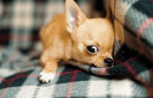 训练半岁的狗狗定点排便萌宠-警犬训练器材厂家 _警犬训练用品_工作犬训练用品-南京开久警犬装备