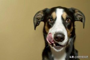 狗为什么吃自己的屎谁说狗改不了 *** ？-警犬训练器材厂家 _警犬训练用品_工作犬训练用品-南京开久警犬装备