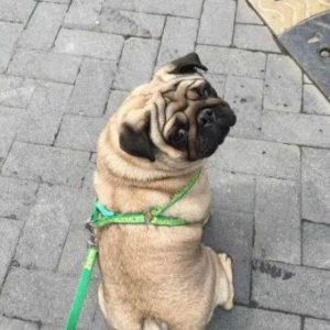 巴哥幼犬怎么喂养(巴哥幼犬喂养指南)-警犬训练器材厂家 _警犬训练用品_工作犬训练用品-南京开久警犬装备