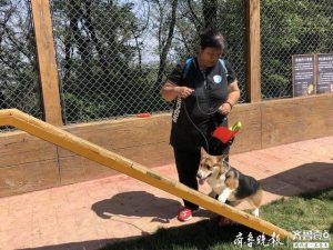 济南可以带狗狗玩的地方-警犬训练器材厂家 _警犬训练用品_工作犬训练用品-南京开久警犬装备
