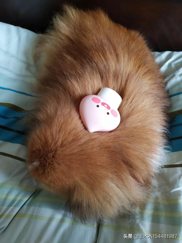 狗狗夏天热怎么办(农村狗狗夏天热怎么办) - 警犬训练器材厂家 _警犬训练用品_工作犬训练用品-南京开久警犬装备-警犬训练器材厂家 _警犬训练用品_工作犬训练用品-南京开久警犬装备