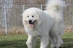 大白熊犬能长多大?(大白熊犬能长多重)-警犬训练器材厂家 _警犬训练用品_工作犬训练用品-南京开久警犬装备