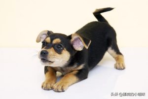 狗狗一直硬着怎么办(狗狗肚子特别硬怎么办)-警犬训练器材厂家 _警犬训练用品_工作犬训练用品-南京开久警犬装备