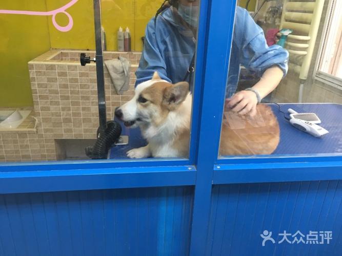 狗狗宠物店(附近宠物店在哪里卖狗狗吗) - 警犬训练器材厂家 _警犬训练用品_工作犬训练用品-南京开久警犬装备-警犬训练器材厂家 _警犬训练用品_工作犬训练用品-南京开久警犬装备