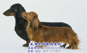 腊肠犬价格(腊肠犬是什么犬种)-警犬训练器材厂家 _警犬训练用品_工作犬训练用品-南京开久警犬装备