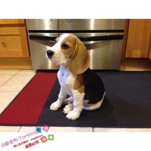 比格猎犬怎么样(比格猎犬守护神)-警犬训练器材厂家 _警犬训练用品_工作犬训练用品-南京开久警犬装备