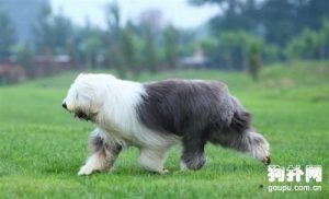 古牧犬掉毛吗?古牧犬如何修毛?-警犬训练器材厂家 _警犬训练用品_工作犬训练用品-南京开久警犬装备