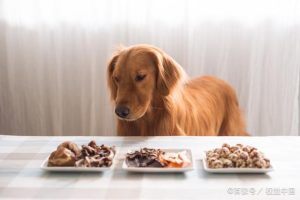 狗两天不吃饭会饿死吗(狗两天不吃饭会饿死吗?)-警犬训练器材厂家 _警犬训练用品_工作犬训练用品-南京开久警犬装备