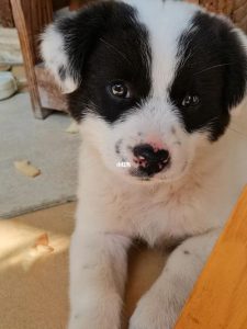 穆熙妍的狗是什么品种-警犬训练器材厂家 _警犬训练用品_工作犬训练用品-南京开久警犬装备