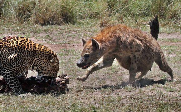 人能打得过斑鬣狗吗 - 警犬训练器材厂家 _警犬训练用品_工作犬训练用品-南京开久警犬装备-警犬训练器材厂家 _警犬训练用品_工作犬训练用品-南京开久警犬装备