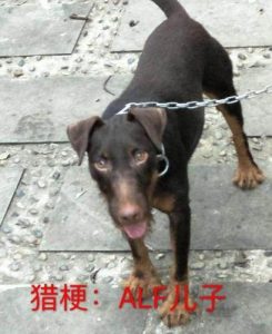 火梗犬标准(火梗犬标准体重 *** )-警犬训练器材厂家 _警犬训练用品_工作犬训练用品-南京开久警犬装备