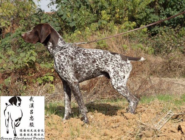 德国犬波音达萌宠(德国波音达犬凶狠吗) - 警犬训练器材厂家 _警犬训练用品_工作犬训练用品-南京开久警犬装备-警犬训练器材厂家 _警犬训练用品_工作犬训练用品-南京开久警犬装备