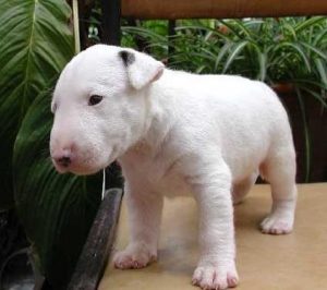 印度狗的品种(印度山羊品种)-警犬训练器材厂家 _警犬训练用品_工作犬训练用品-南京开久警犬装备