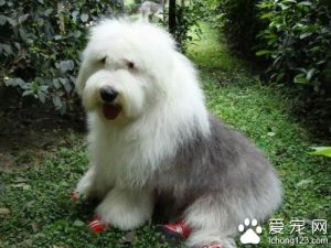 古牧犬智商高吗古牧犬智商并不高-警犬训练器材厂家 _警犬训练用品_工作犬训练用品-南京开久警犬装备