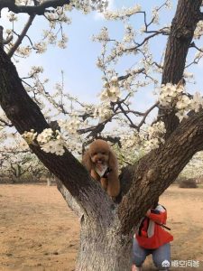 最萌最可爱的小狗排行(最萌小狗 ***  可爱)-警犬训练器材厂家 _警犬训练用品_工作犬训练用品-南京开久警犬装备
