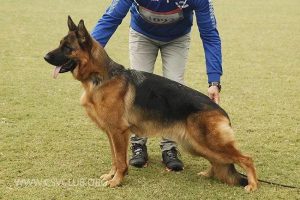 德国牧羊犬csv网站(csv德国牧羊犬俱乐部)-警犬训练器材厂家 _警犬训练用品_工作犬训练用品-南京开久警犬装备