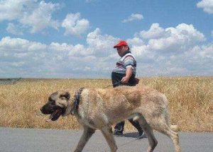 土耳其坎高犬(土耳其坎高犬资料)-警犬训练器材厂家 _警犬训练用品_工作犬训练用品-南京开久警犬装备