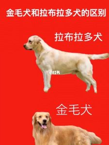 拉布拉多在狗狗智商中排名第几拉布拉多-警犬训练器材厂家 _警犬训练用品_工作犬训练用品-南京开久警犬装备