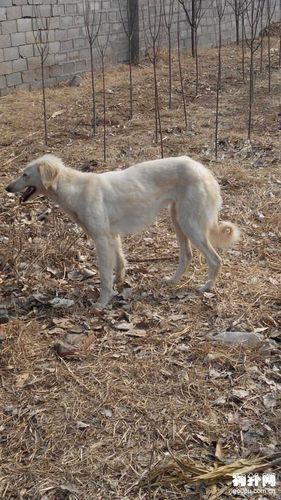 挑细狗口诀(选细狗的三句口诀) - 警犬训练器材厂家 _警犬训练用品_工作犬训练用品-南京开久警犬装备-警犬训练器材厂家 _警犬训练用品_工作犬训练用品-南京开久警犬装备