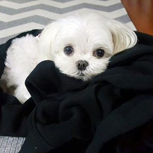 马尔济斯犬成长中会经历哪几个阶段？-警犬训练器材厂家 _警犬训练用品_工作犬训练用品-南京开久警犬装备