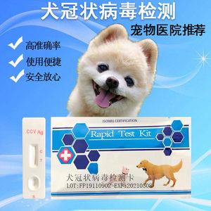 犬瘟是什么病(狗狗得了犬瘟是什么症状)-警犬训练器材厂家 _警犬训练用品_工作犬训练用品-南京开久警犬装备