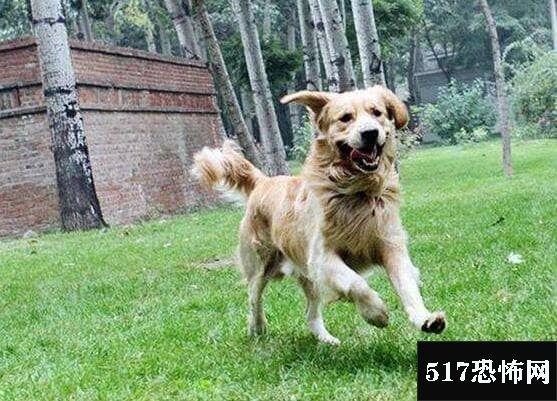 狗突然发疯是什么原因？狗发疯是什么情况 - 警犬训练器材厂家 _警犬训练用品_工作犬训练用品-南京开久警犬装备-警犬训练器材厂家 _警犬训练用品_工作犬训练用品-南京开久警犬装备