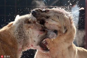 世界十大斗狗名犬(世界十大禁养名犬)-警犬训练器材厂家 _警犬训练用品_工作犬训练用品-南京开久警犬装备