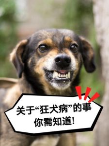 得了狂犬病的狗能活多久(狗得了犬瘟怎么治)-警犬训练器材厂家 _警犬训练用品_工作犬训练用品-南京开久警犬装备