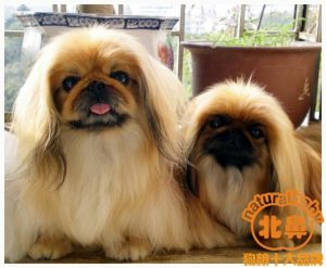 京巴狗特点有哪些?京巴狗的特征介绍-警犬训练器材厂家 _警犬训练用品_工作犬训练用品-南京开久警犬装备