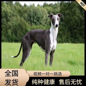 四个月格力犬智商太低萌宠-警犬训练器材厂家 _警犬训练用品_工作犬训练用品-南京开久警犬装备