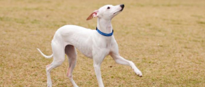 惠比特犬咬人吗(惠比特犬咬人不)-警犬训练器材厂家 _警犬训练用品_工作犬训练用品-南京开久警犬装备