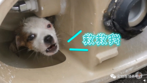 和狗狗卡了一晚上(和狗狗卡了一晚上狗账夫)-警犬训练器材厂家 _警犬训练用品_工作犬训练用品-南京开久警犬装备