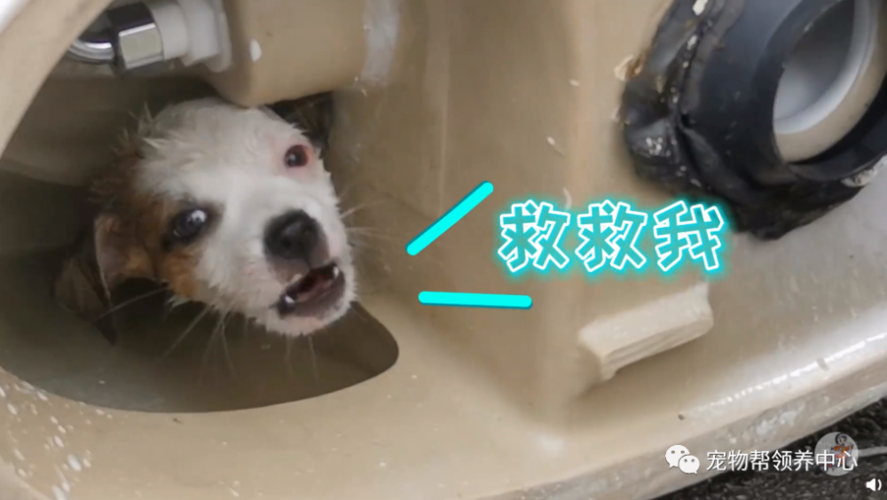 和狗狗卡了一晚上(和狗狗卡了一晚上狗账夫) - 警犬训练器材厂家 _警犬训练用品_工作犬训练用品-南京开久警犬装备-警犬训练器材厂家 _警犬训练用品_工作犬训练用品-南京开久警犬装备