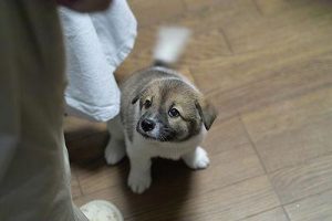 狗见任何人都不摇尾巴-警犬训练器材厂家 _警犬训练用品_工作犬训练用品-南京开久警犬装备